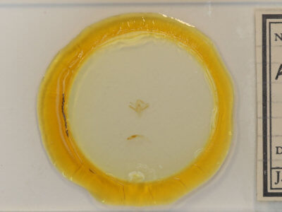 slide view of adult Renia nemoralis