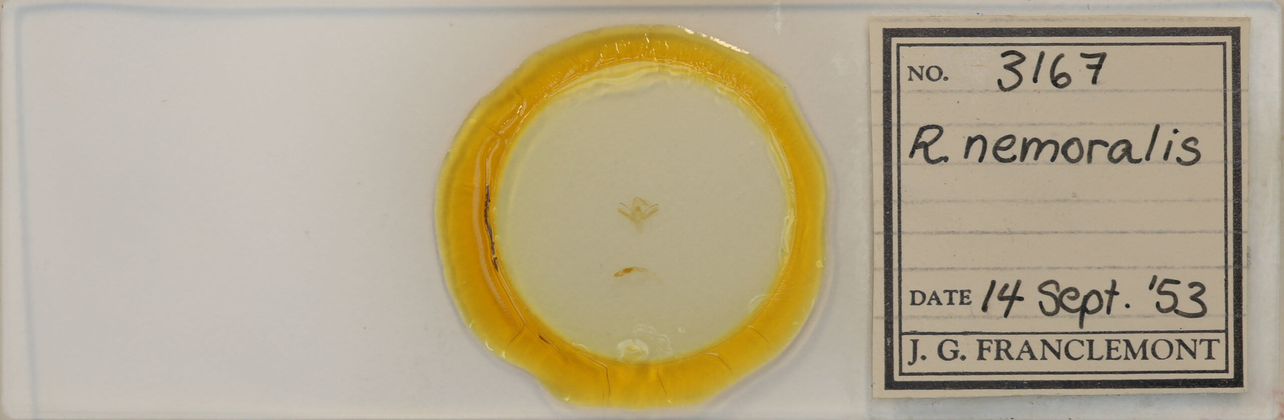 slide view of adult Renia nemoralis