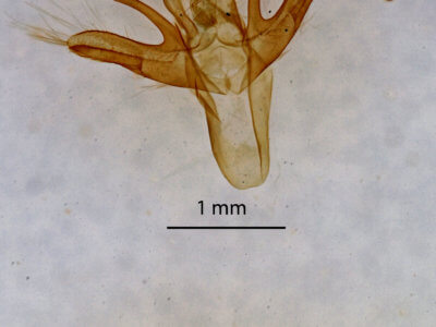 genitalia view of adult Renia nemoralis