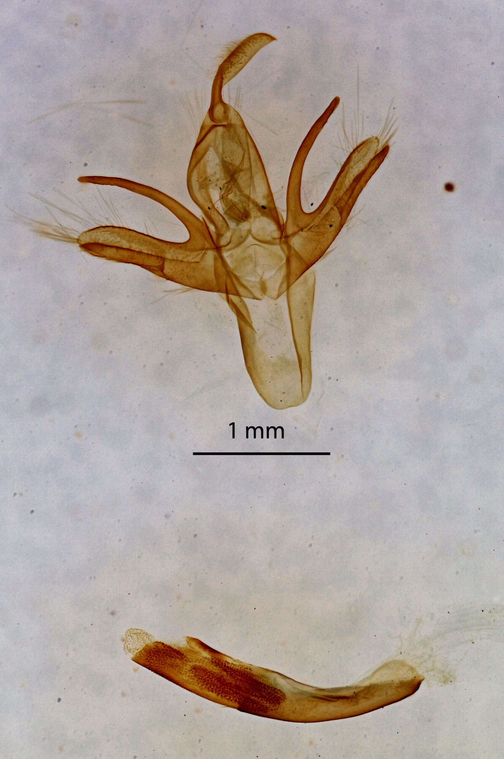 genitalia view of adult Renia nemoralis