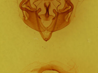 genitalia view of adult Rhynchaglaea fuscipennis