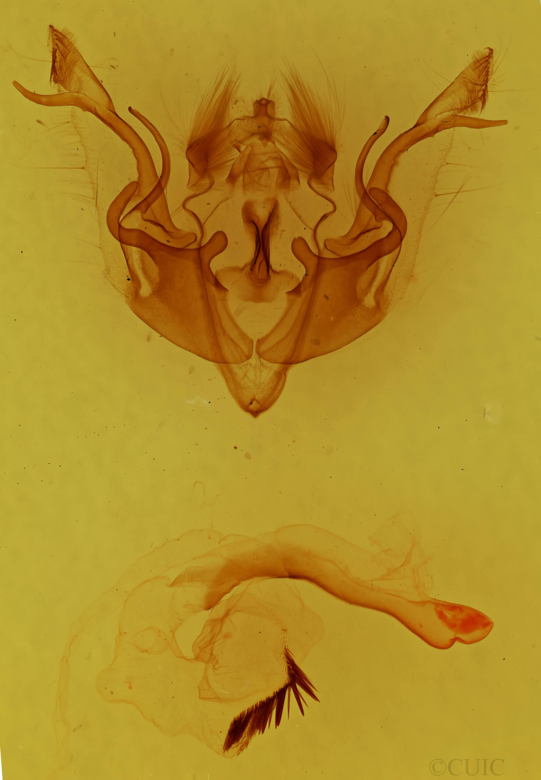 genitalia view of adult Rhynchaglaea fuscipennis