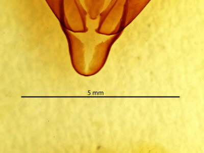 genitalia view of adult Abagrotis brunneipennis
