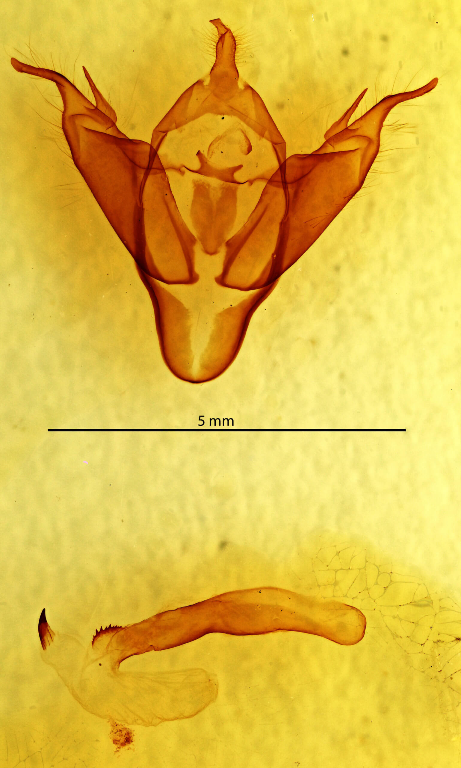 genitalia view of adult Abagrotis brunneipennis