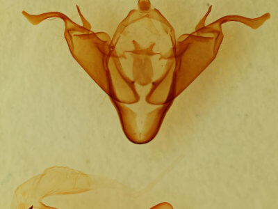 genitalia view of adult Abagrotis brunneipennis