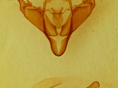 genitalia view of adult Abagrotis cupida