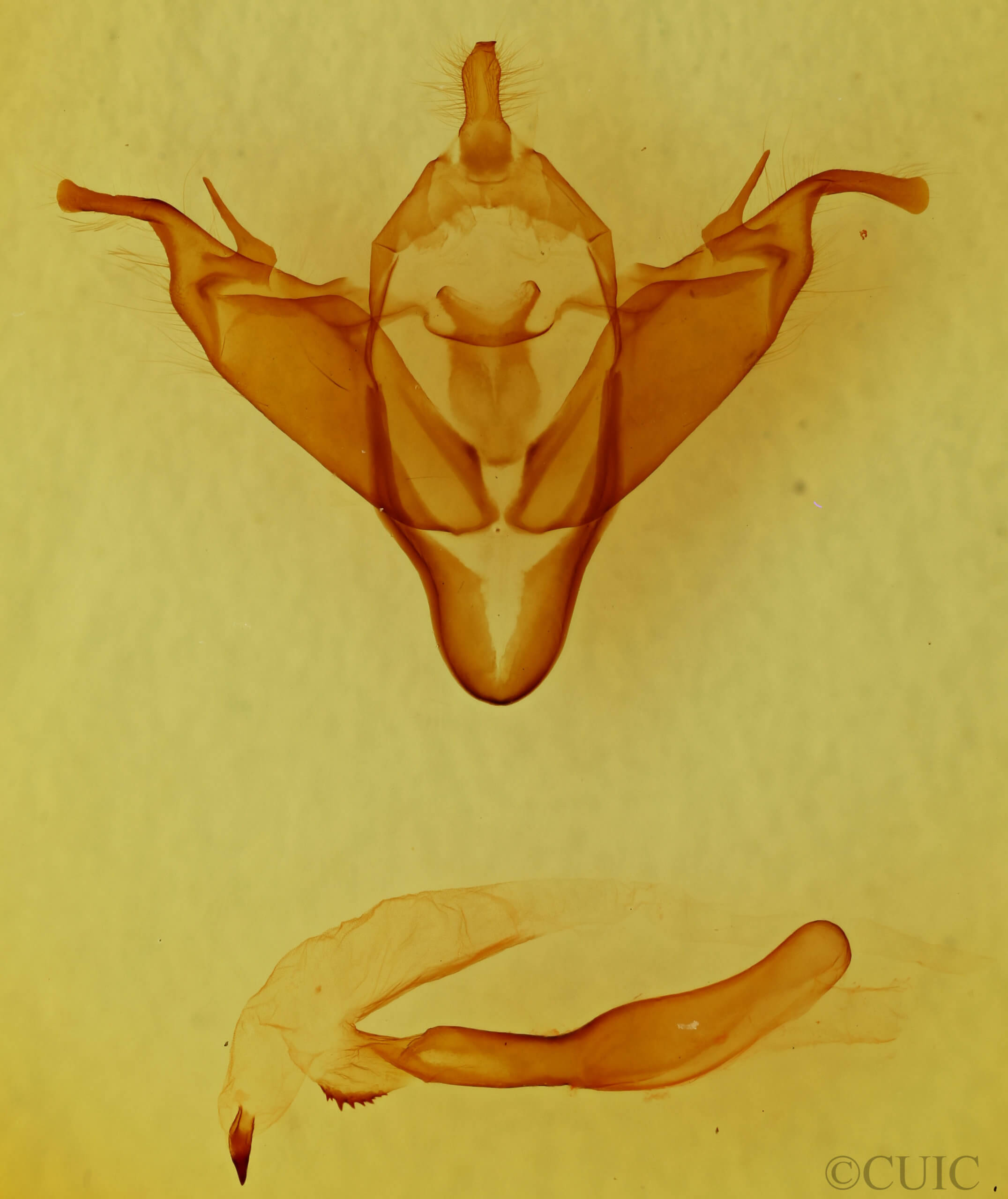 genitalia view of adult Abagrotis cupida