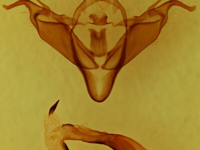 genitalia view of adult Abagrotis cupida