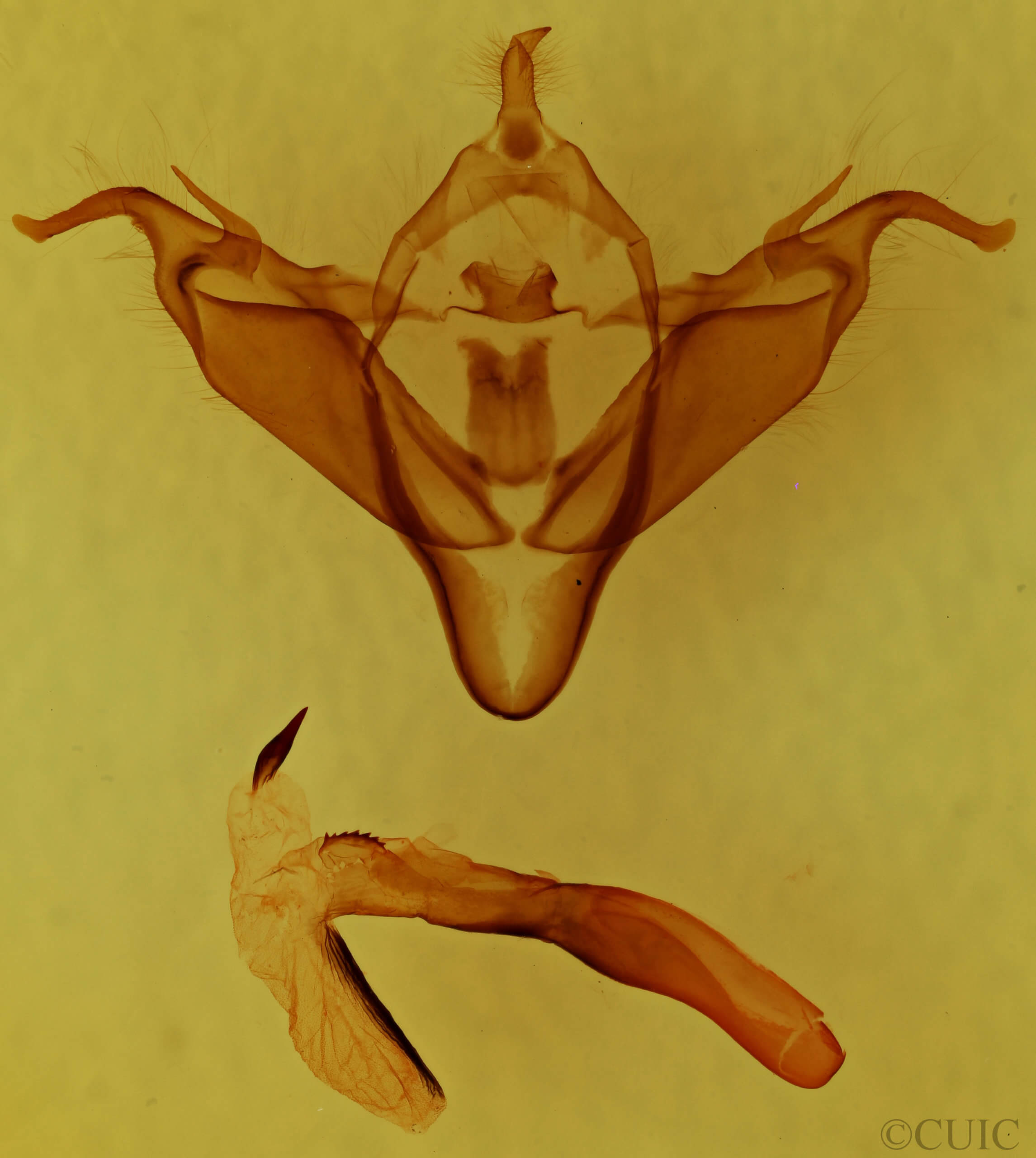 genitalia view of adult Abagrotis cupida