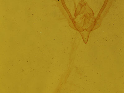 genitalia view of adult Schinia lynx