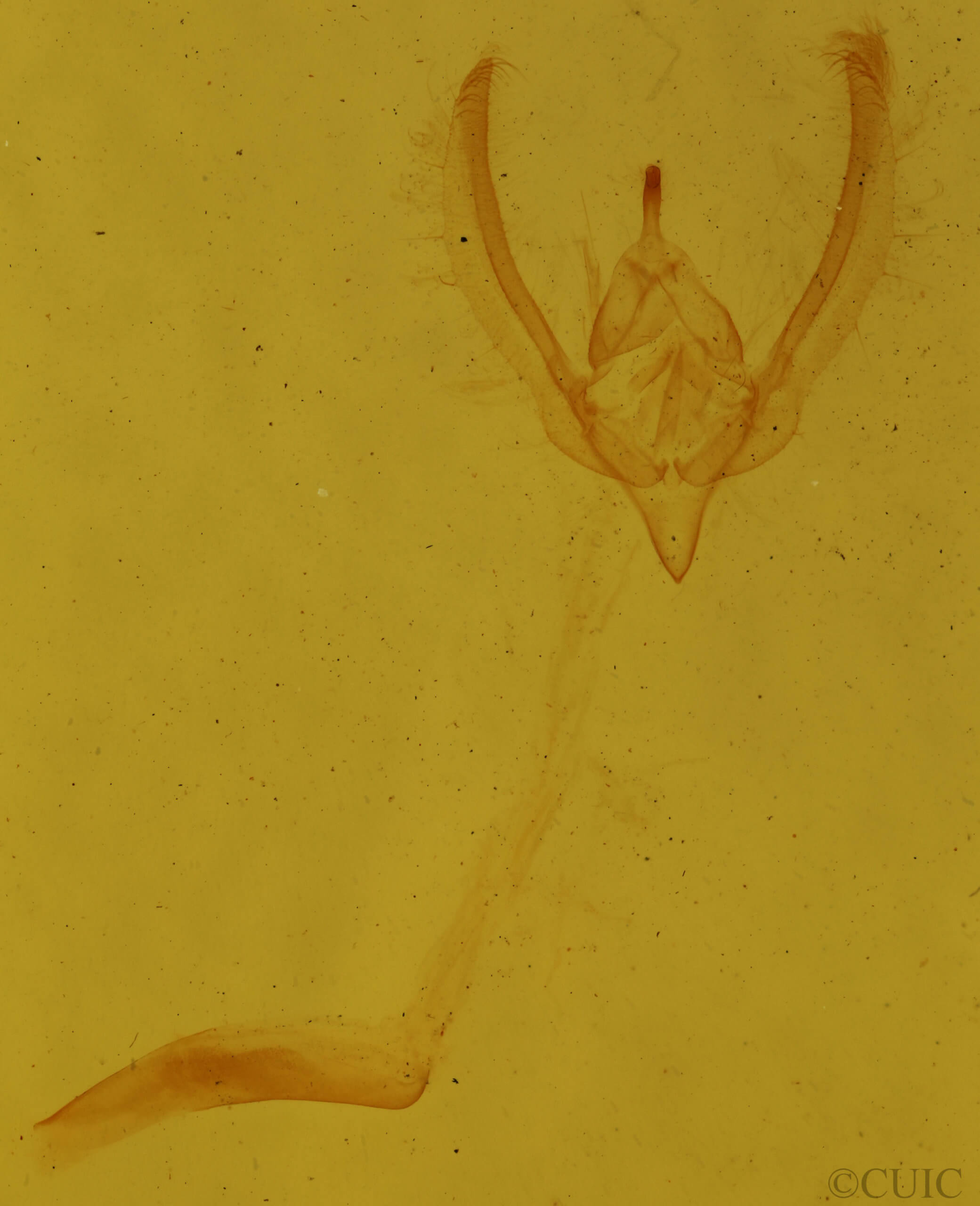 genitalia view of adult Schinia lynx