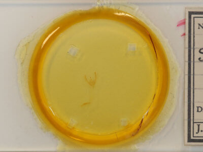 slide view of adult Schinia lynx