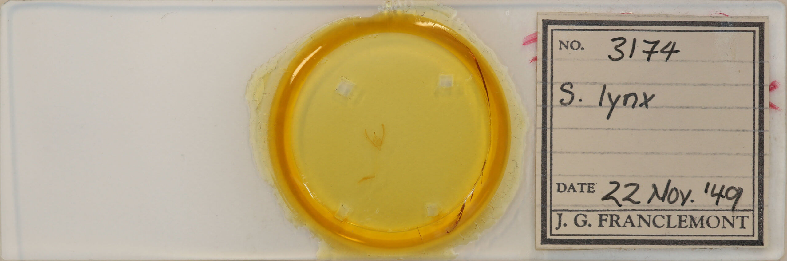 slide view of adult Schinia lynx