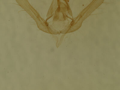 genitalia view of adult Schinia nundina