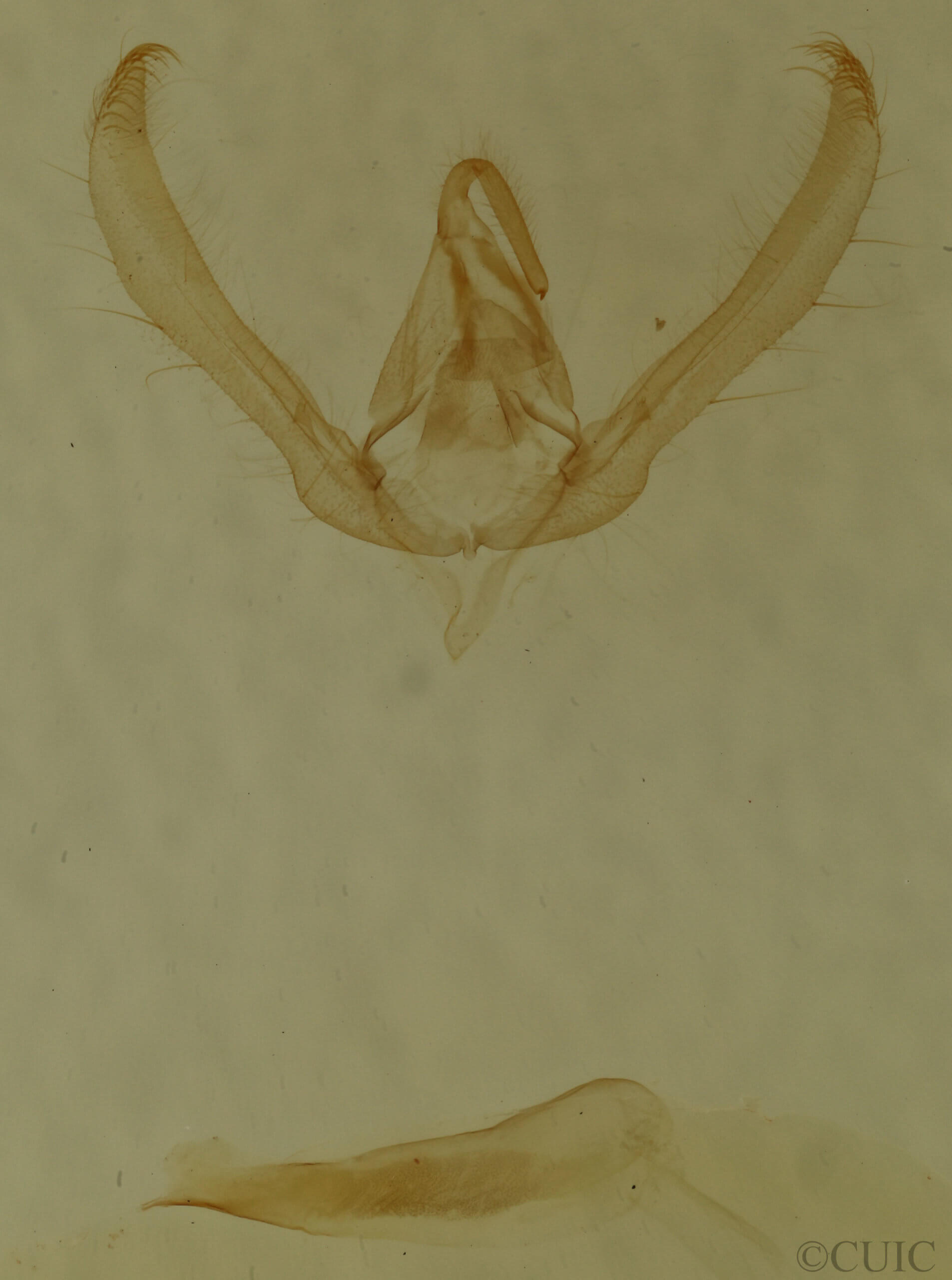 genitalia view of adult Schinia nundina