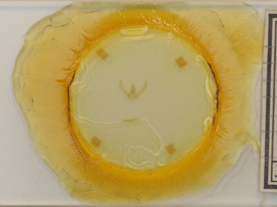 slide view of adult Schinia nundina