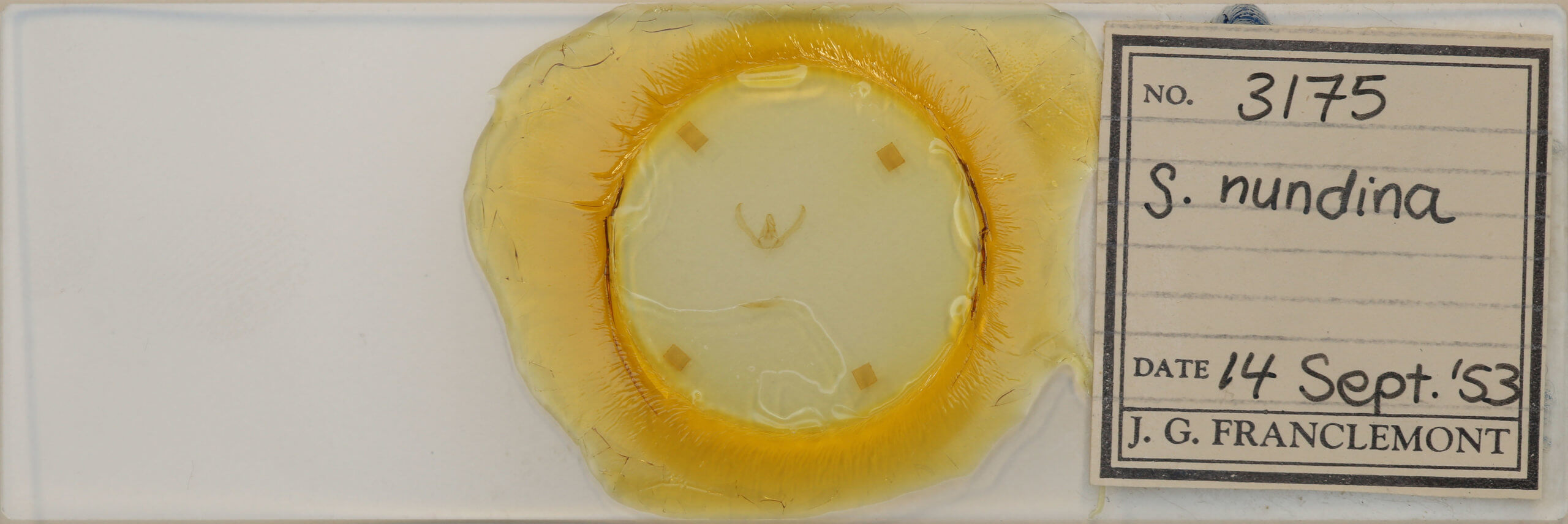 slide view of adult Schinia nundina