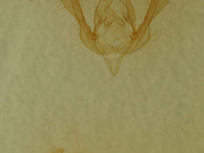 genitalia view of adult Schinia rivulosa