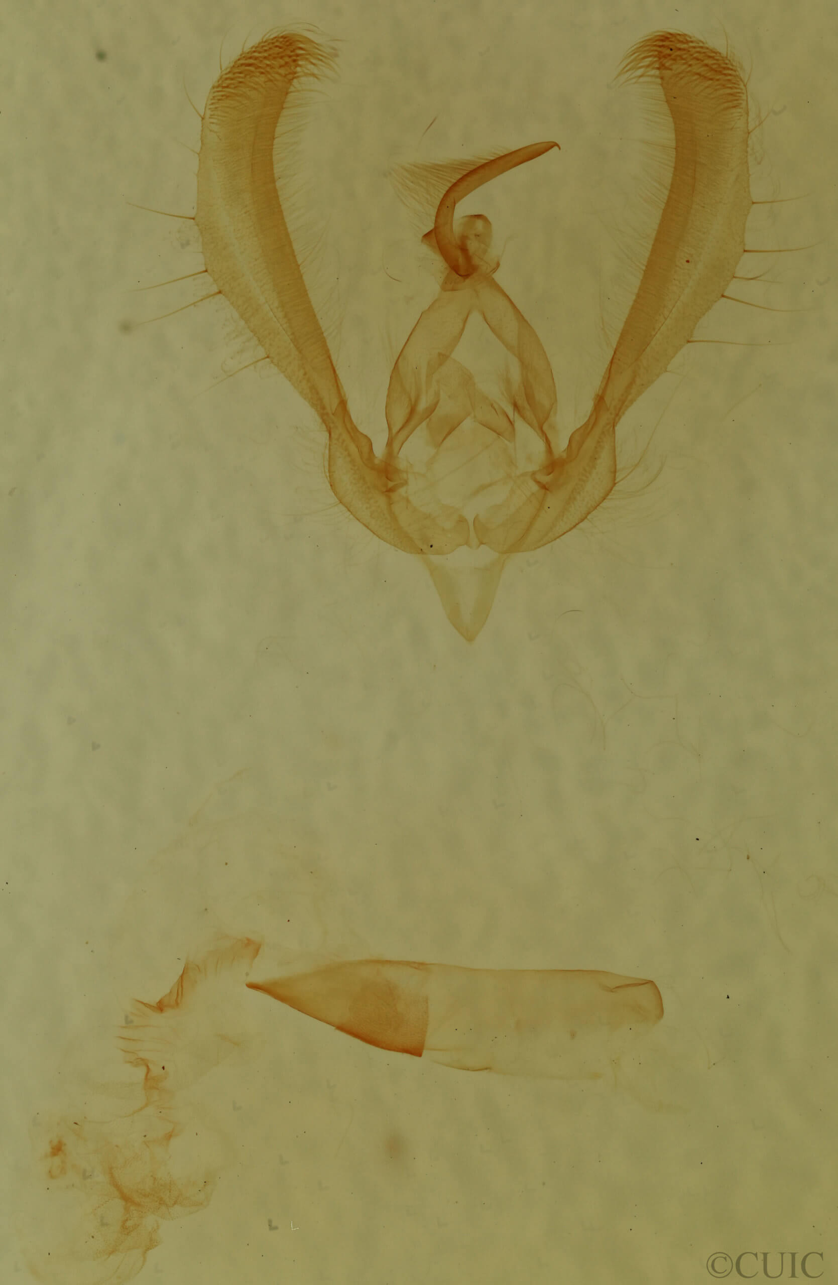 genitalia view of adult Schinia rivulosa