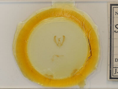 slide view of adult Schinia rivulosa