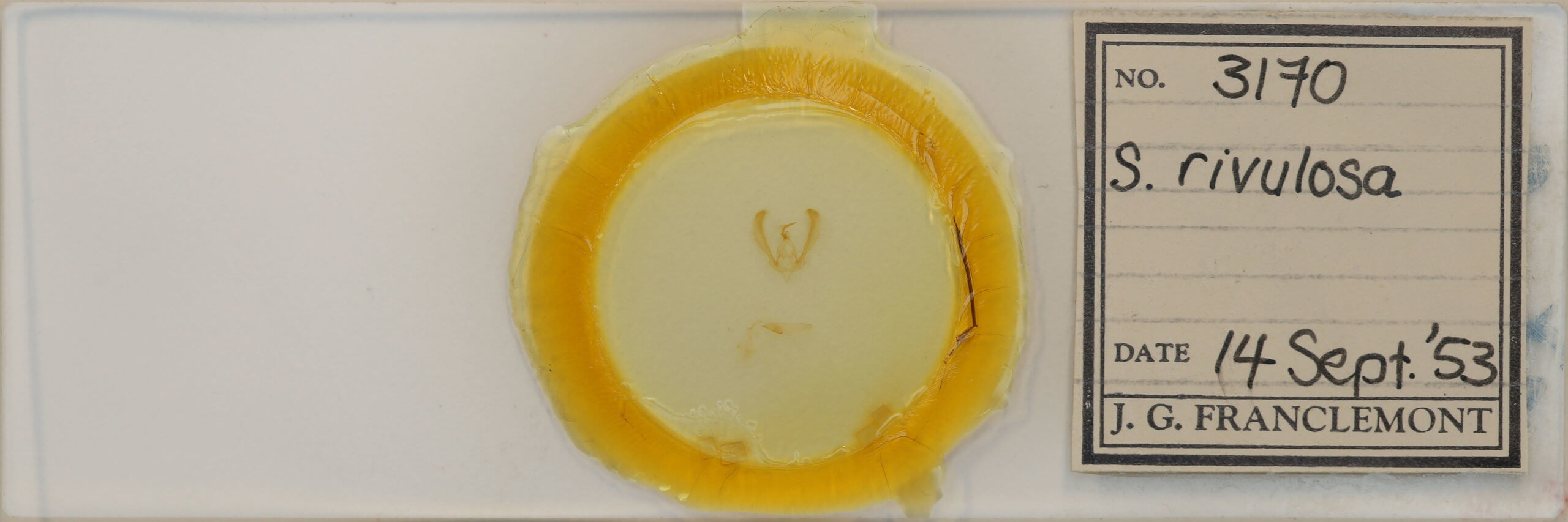 slide view of adult Schinia rivulosa