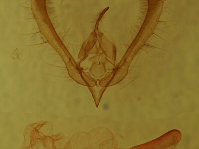 genitalia view of adult Schinia  spinosae