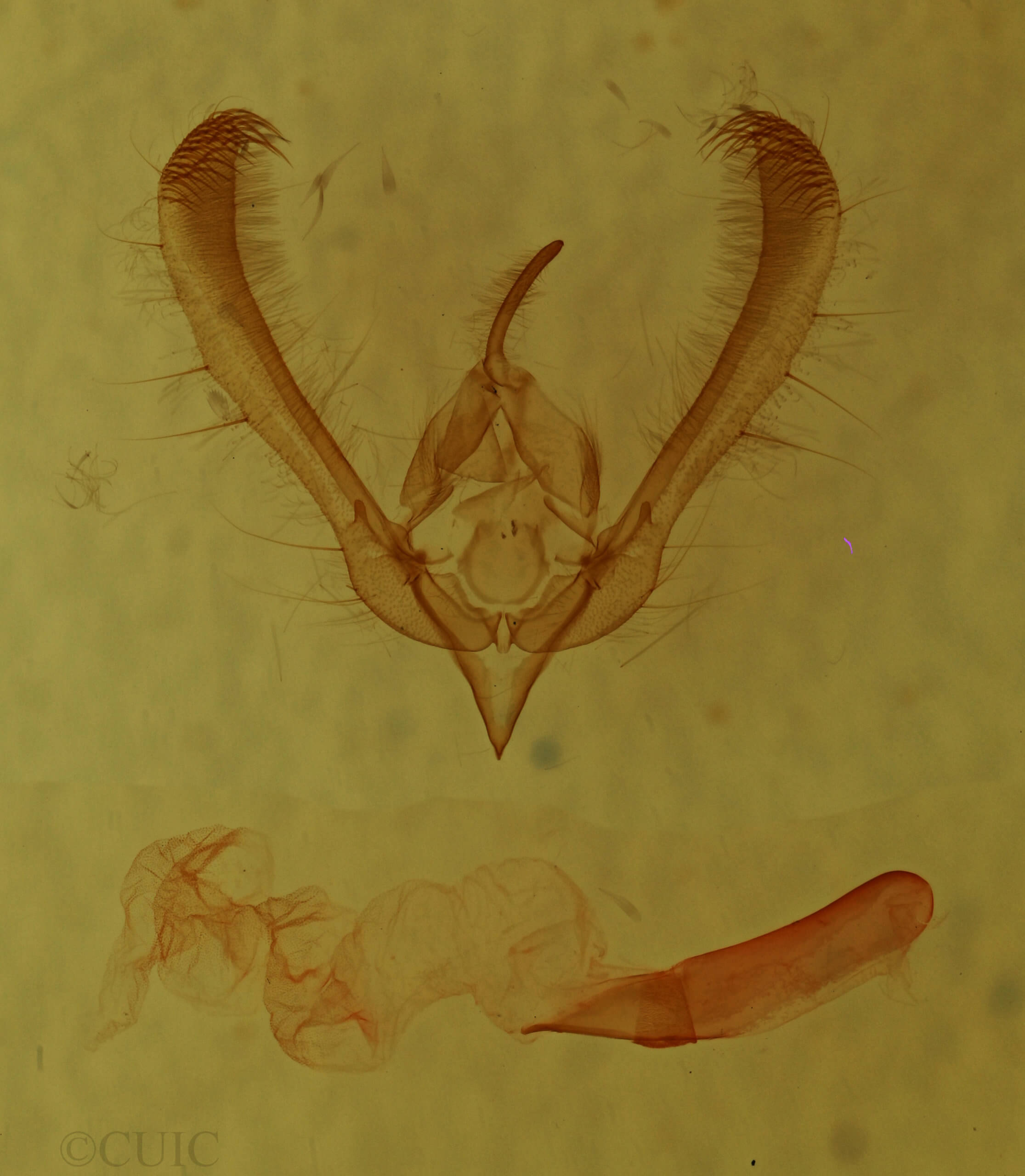 genitalia view of adult Schinia  spinosae