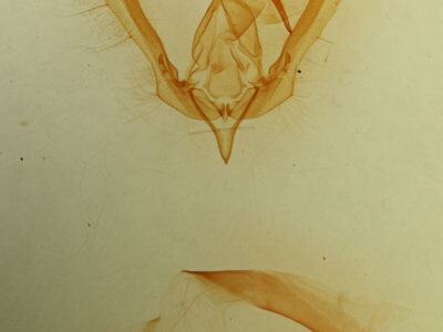 genitalia view of adult Schinia thoreaui