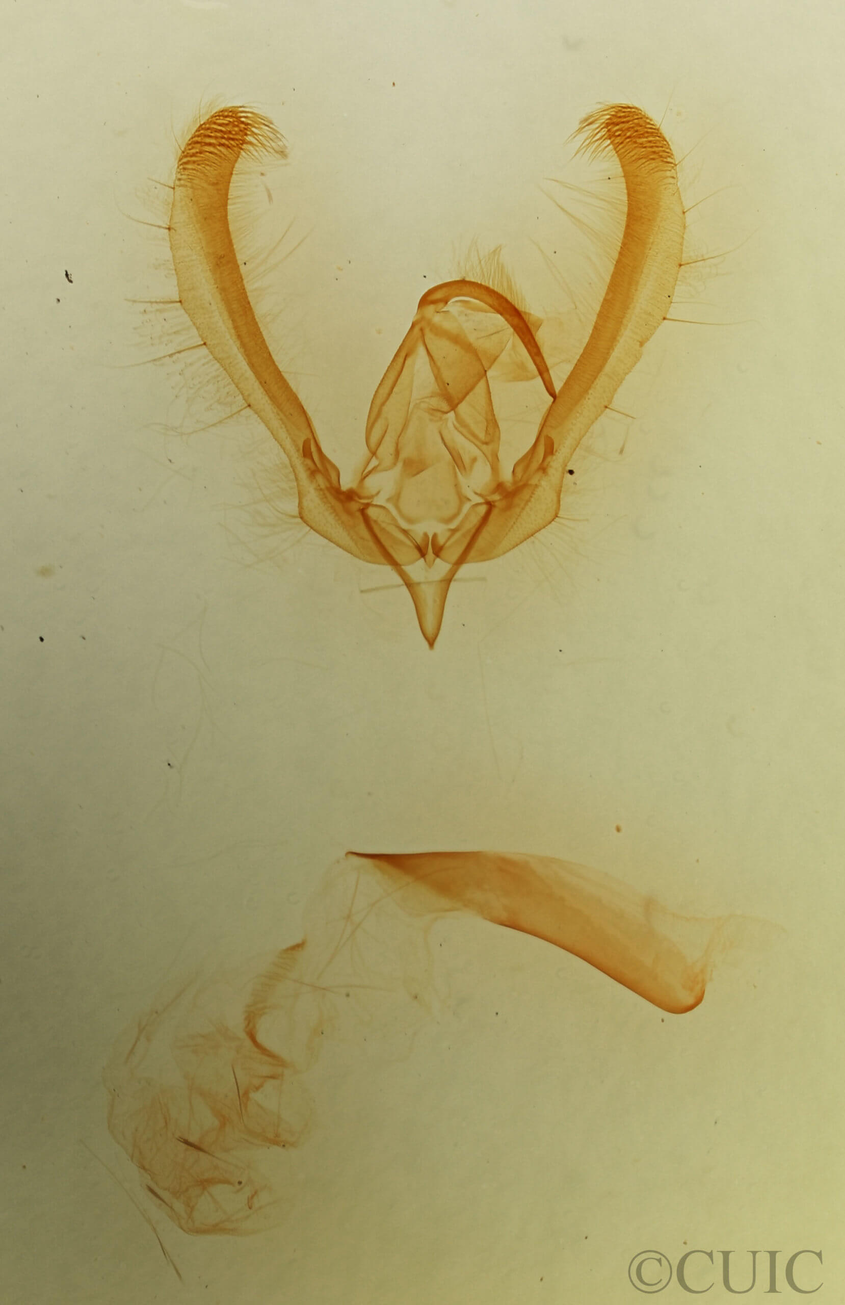 genitalia view of adult Schinia thoreaui
