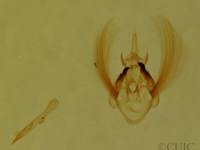 genitalia view of adult Scopula timandrata