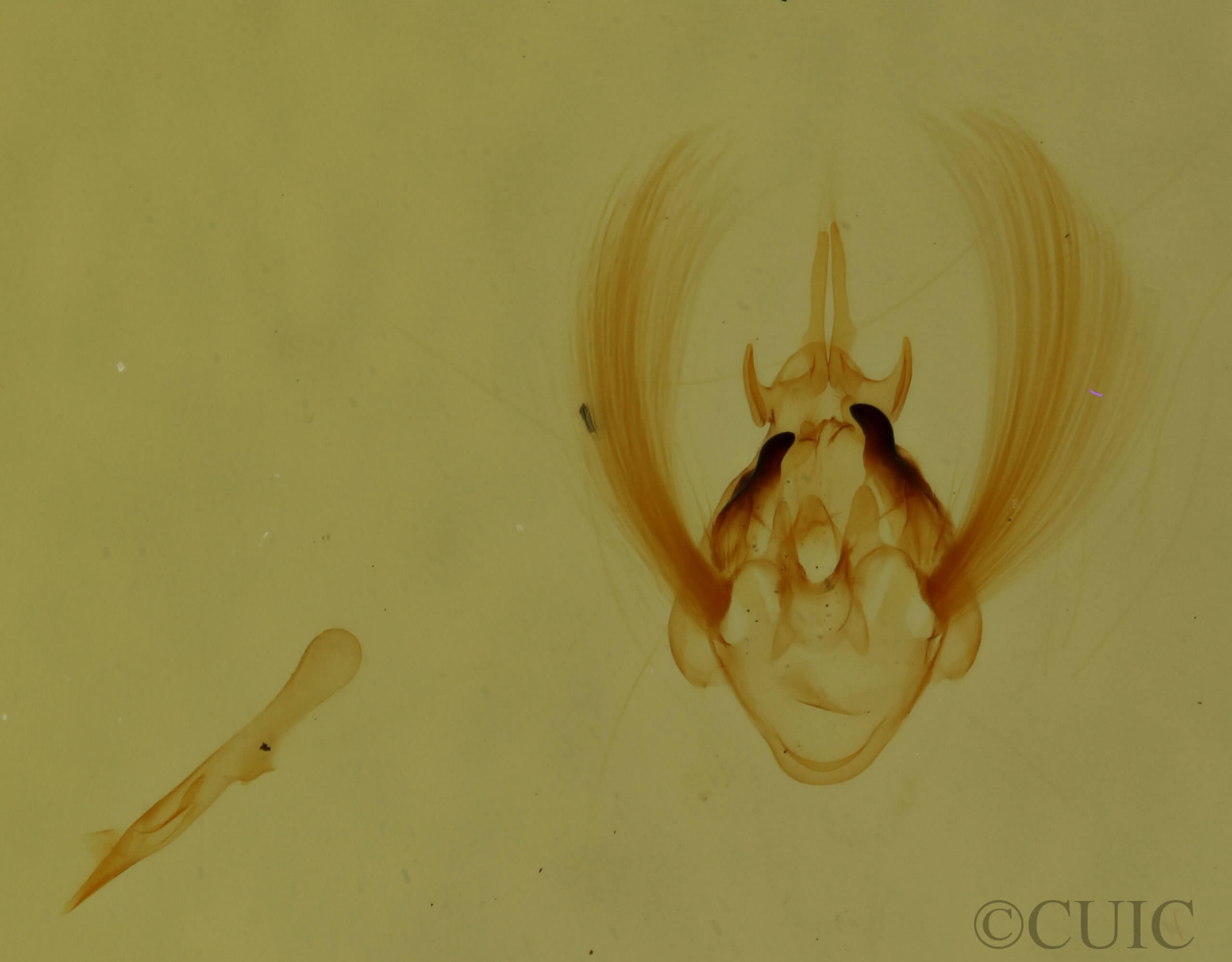 genitalia view of adult Scopula timandrata