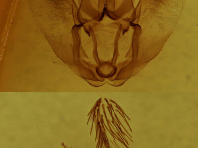 genitalia view of adult Selenia kentaria