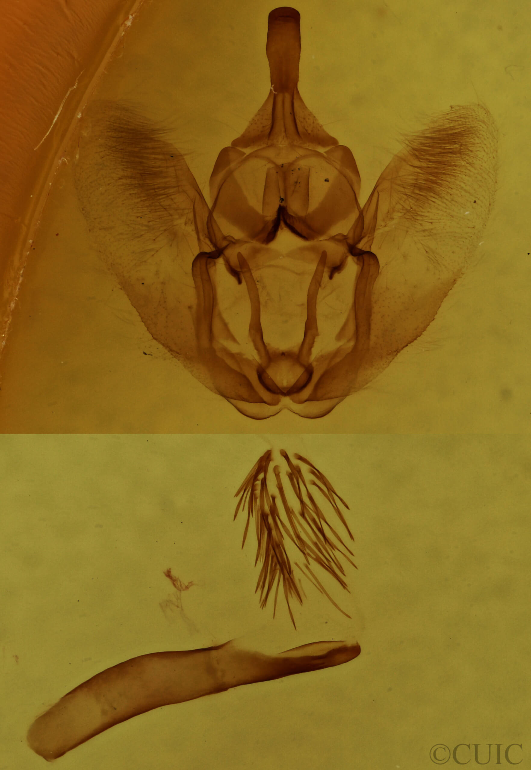 genitalia view of adult Selenia kentaria