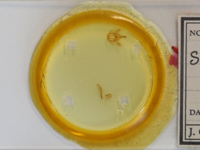 slide view of adult Selenia kentaria