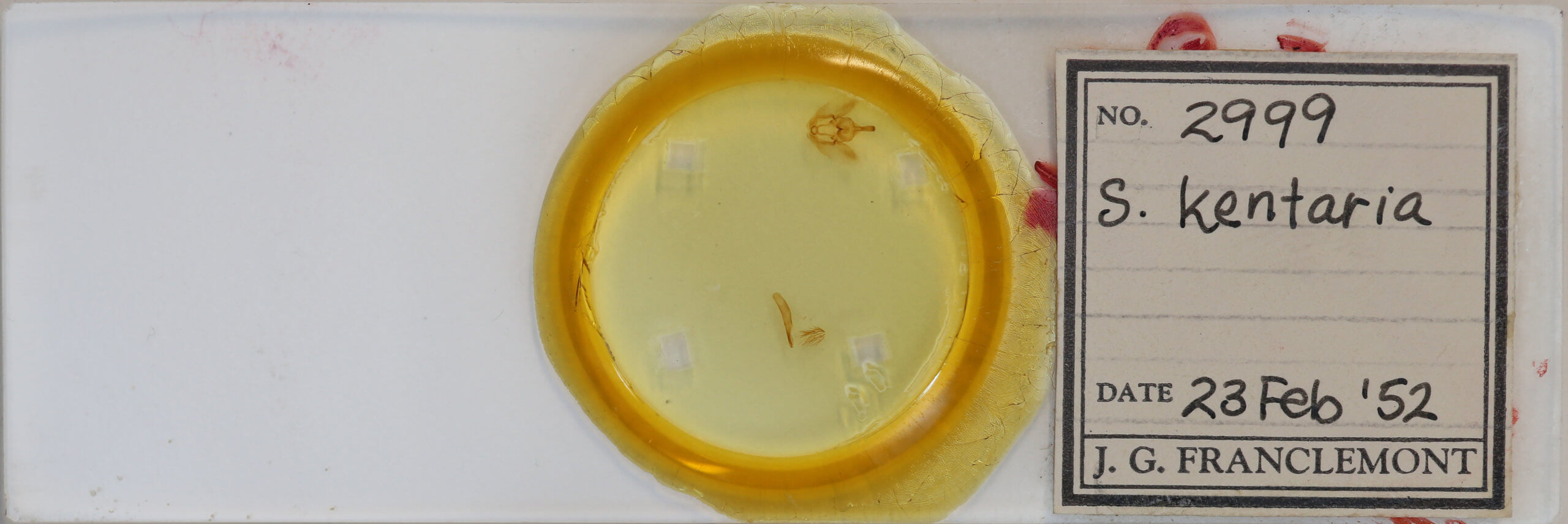 slide view of adult Selenia kentaria