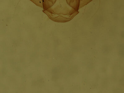 genitalia view of adult Macaria aemulataria