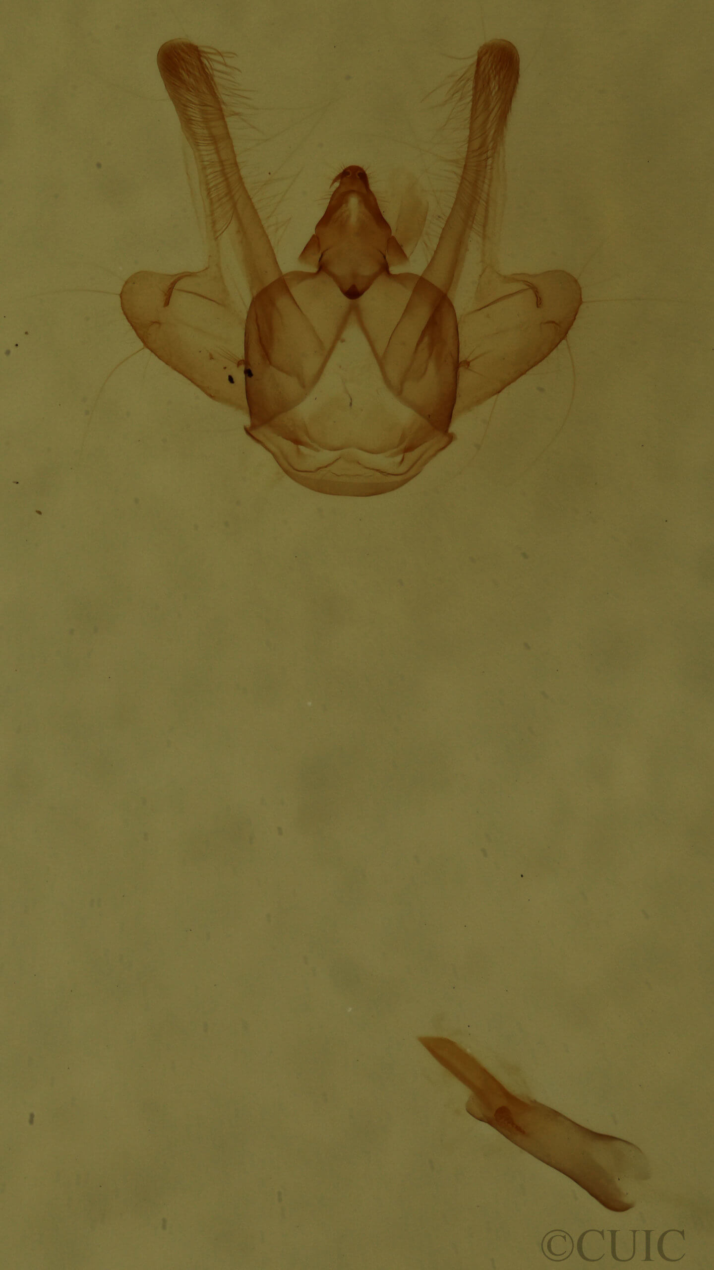 genitalia view of adult Macaria aemulataria
