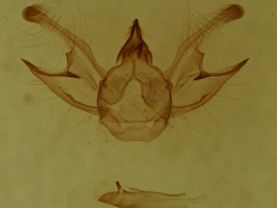 genitalia view of adult Digrammia continuata