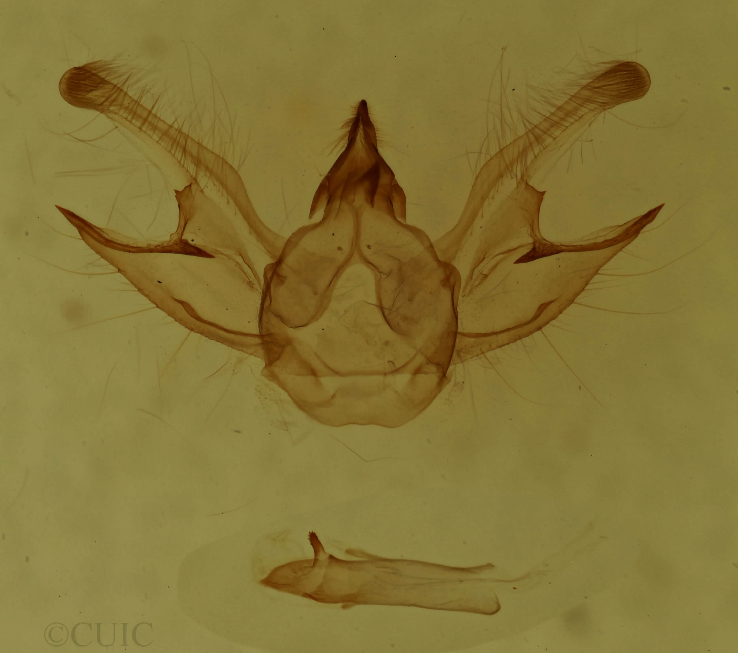genitalia view of adult Digrammia continuata
