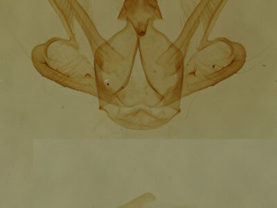 genitalia view of adult Macaria distribuaria