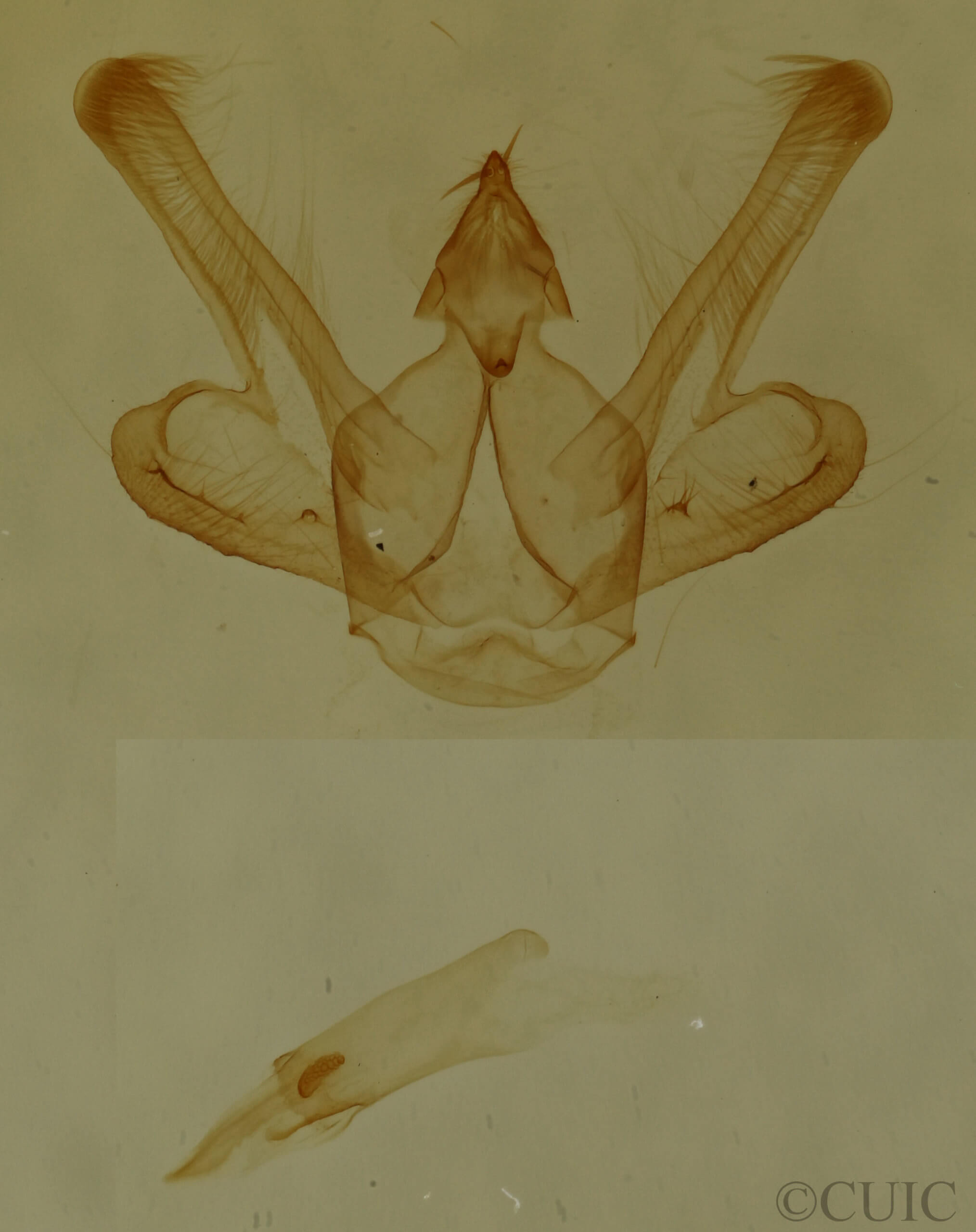 genitalia view of adult Macaria distribuaria