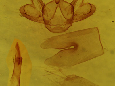 genitalia view of adult Macaria transitaria