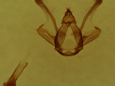 genitalia view of adult Digrammia gnophosaria