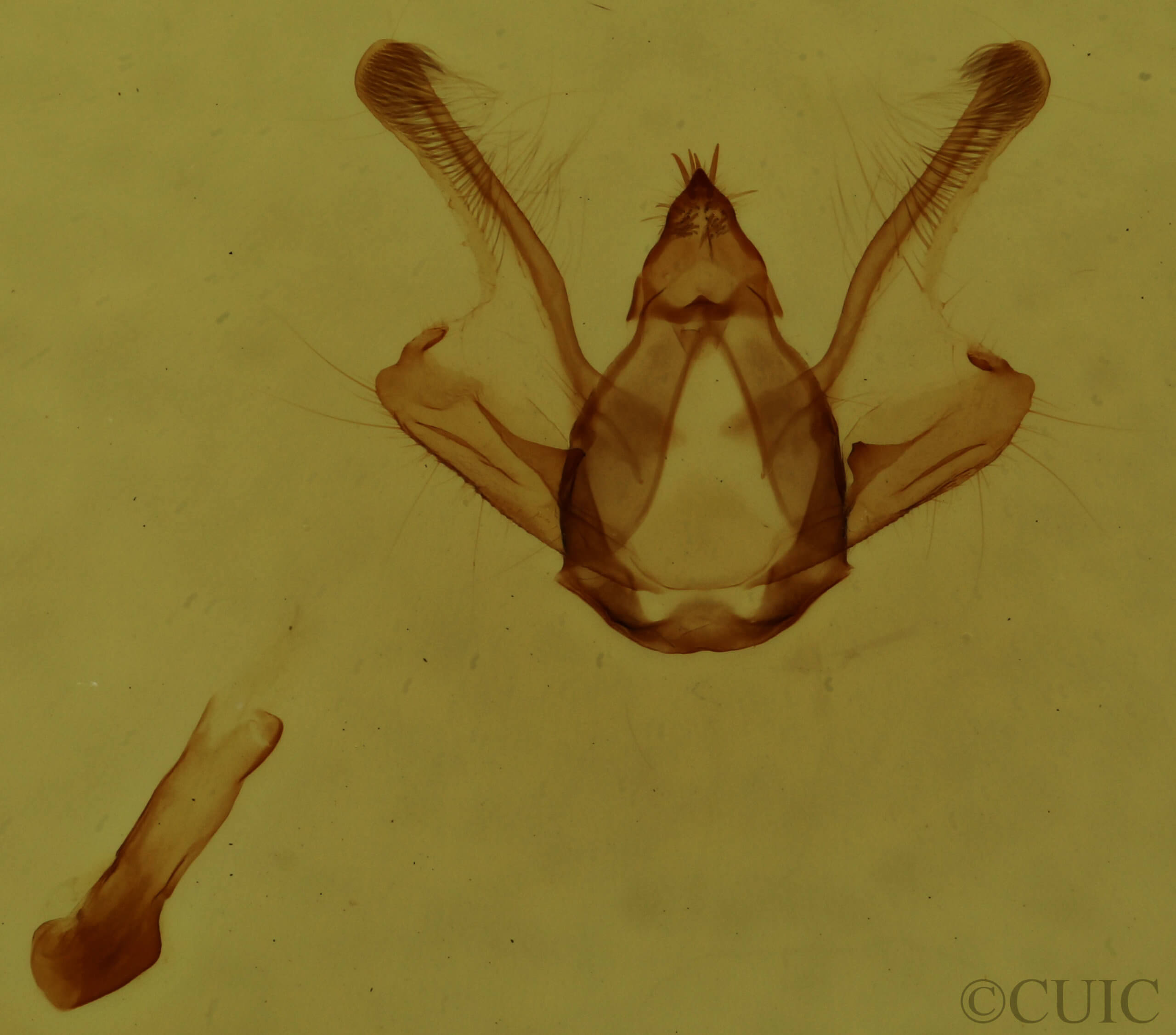 genitalia view of adult Digrammia gnophosaria