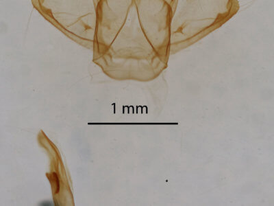 genitalia view of adult Macaria granitata