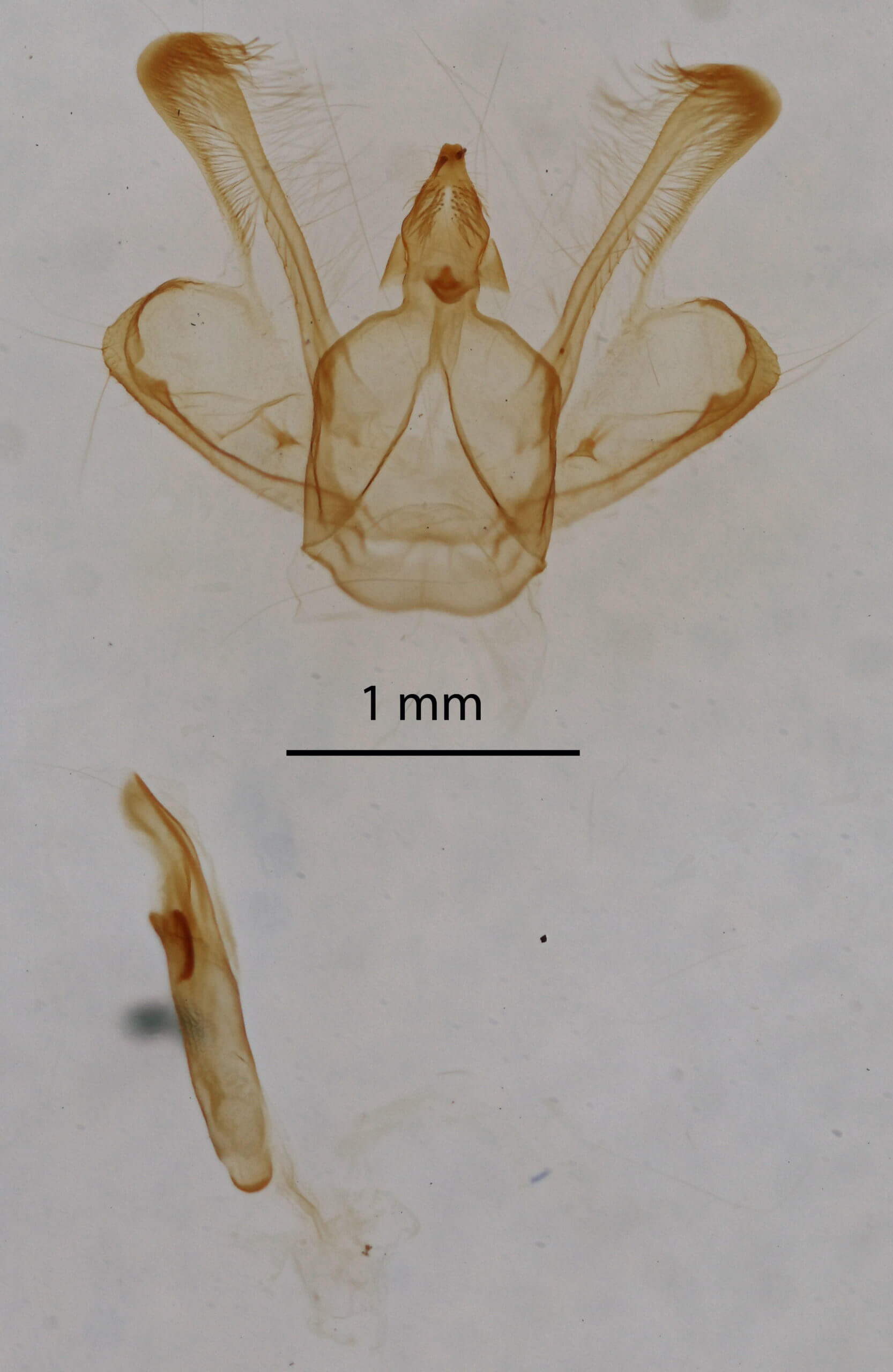 genitalia view of adult Macaria granitata
