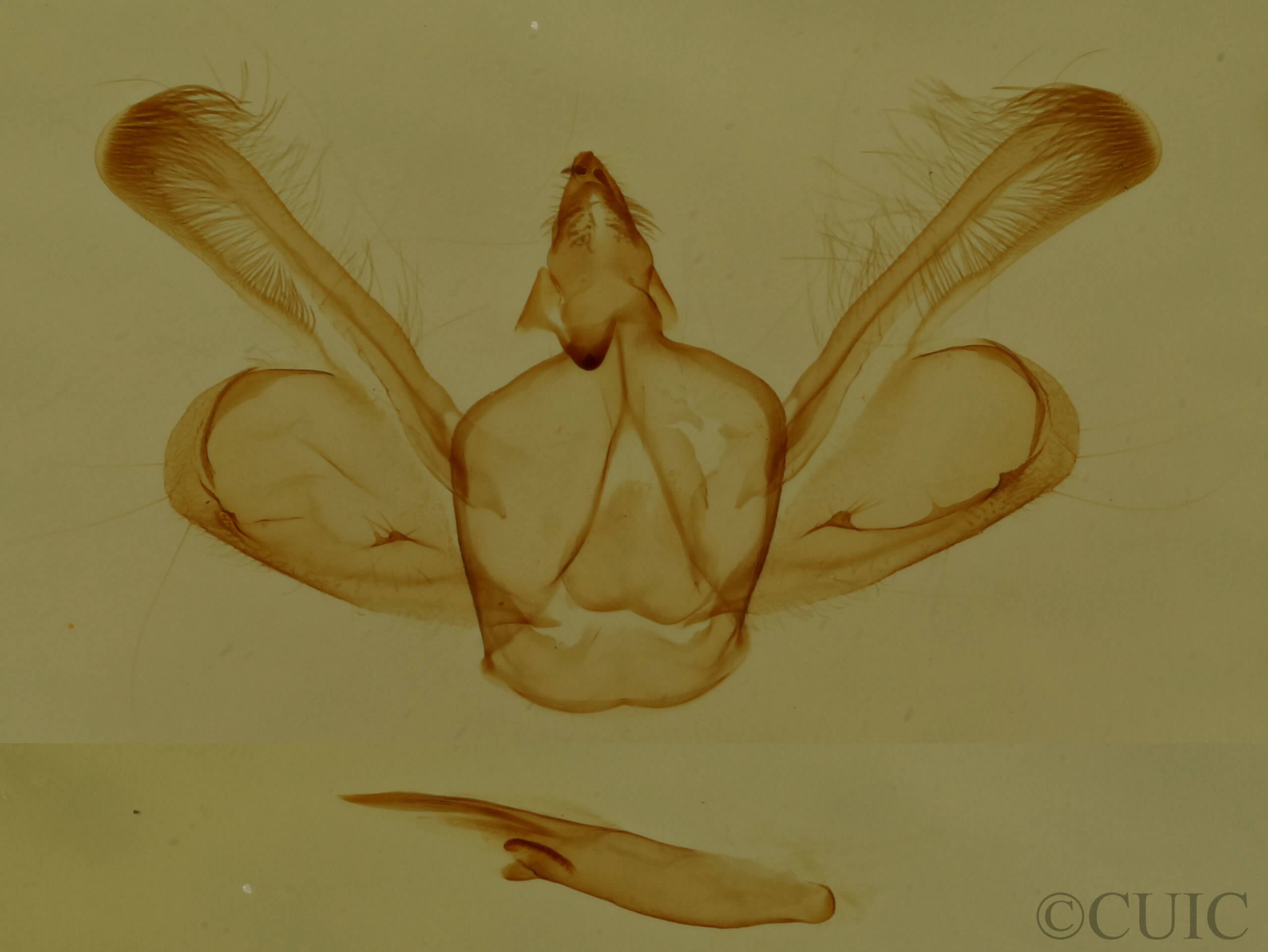 genitalia view of adult Macaria granitata