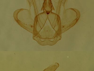 genitalia view of adult Macaria granitata