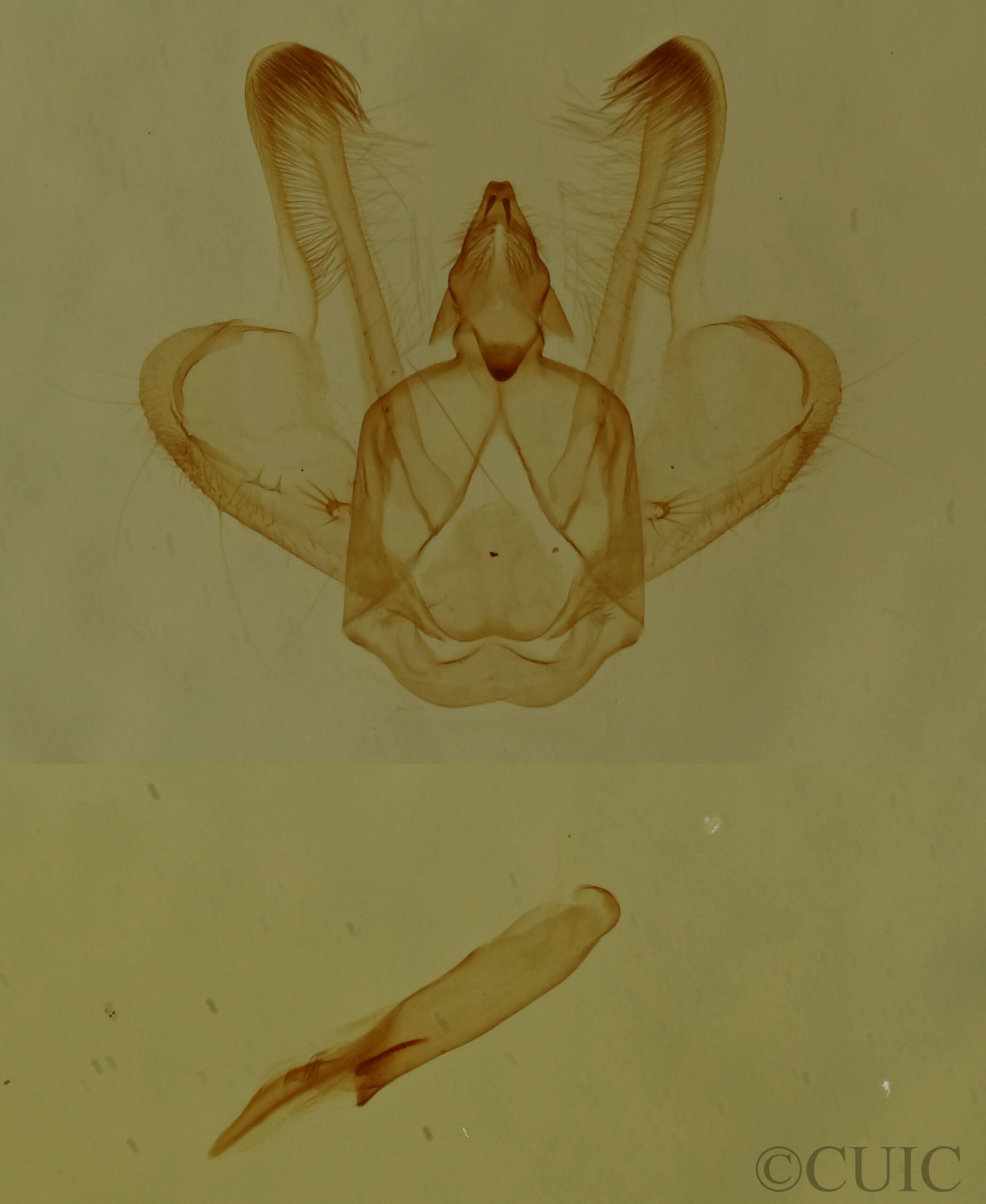 genitalia view of adult Macaria granitata