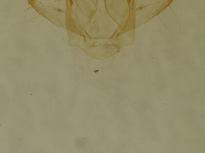 genitalia view of adult Anticlea multiferata